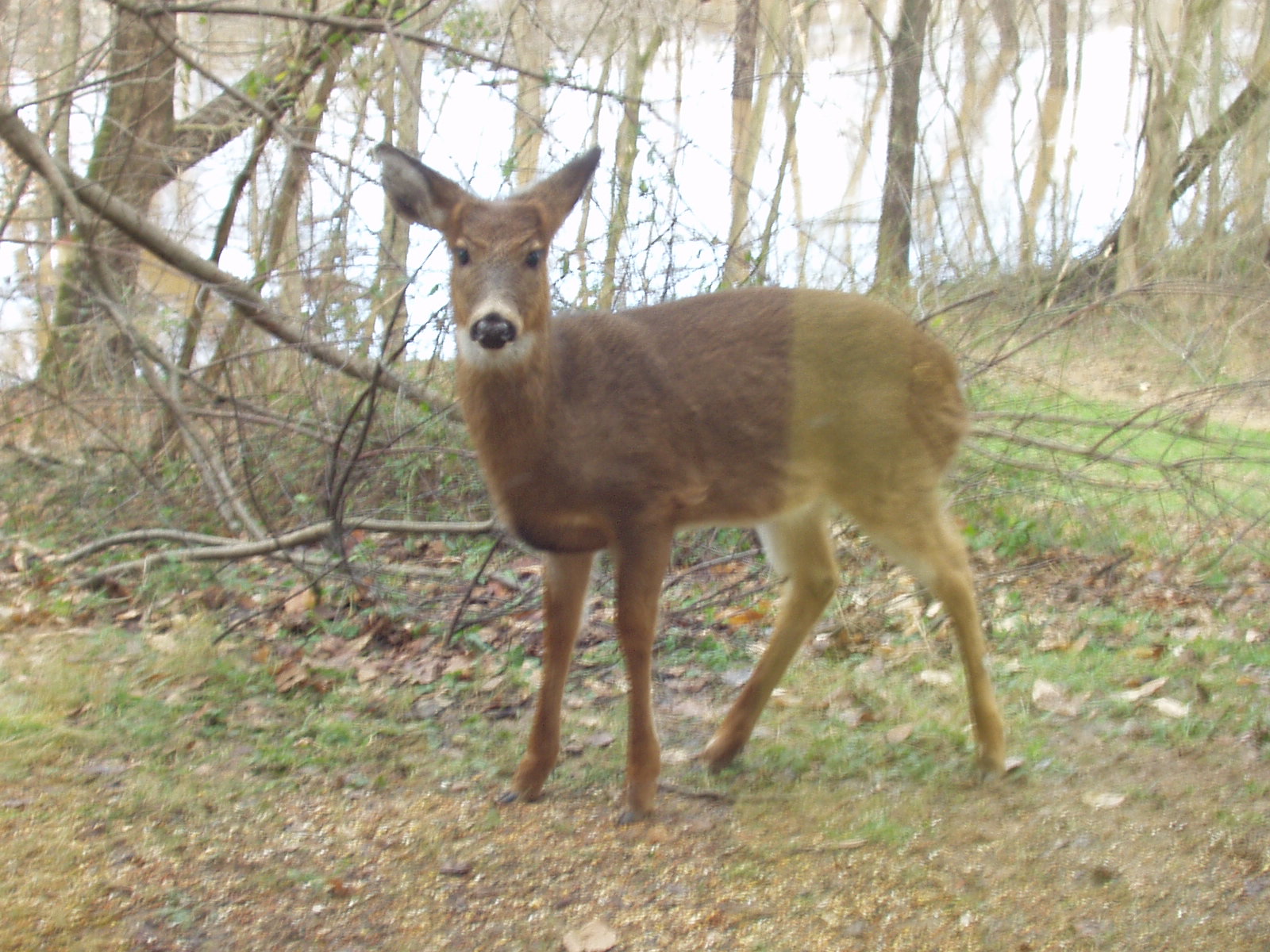 deer.gif
